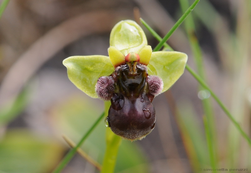 Orchidee del Chianti - Ophrys sphegodes e altre...